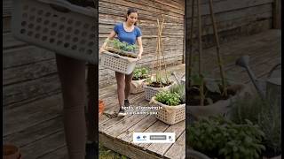 Grocery Stores HATE This $0 Garden Hack! Laundry Basket = 1000 Cucumbers
