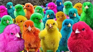 Catching chickens,cute chickens, rainbow ,colorful chickens,rainbow chickens,animals cute | Part 2