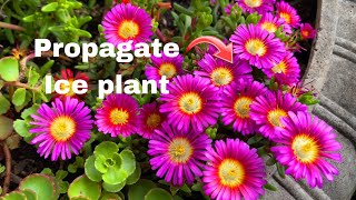 Easily Propagate Ice Plant Delosperma