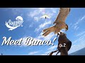 Meet Bunco the Lanner Falcon! Master of the Skies!! Soaring Spirits Episode 2