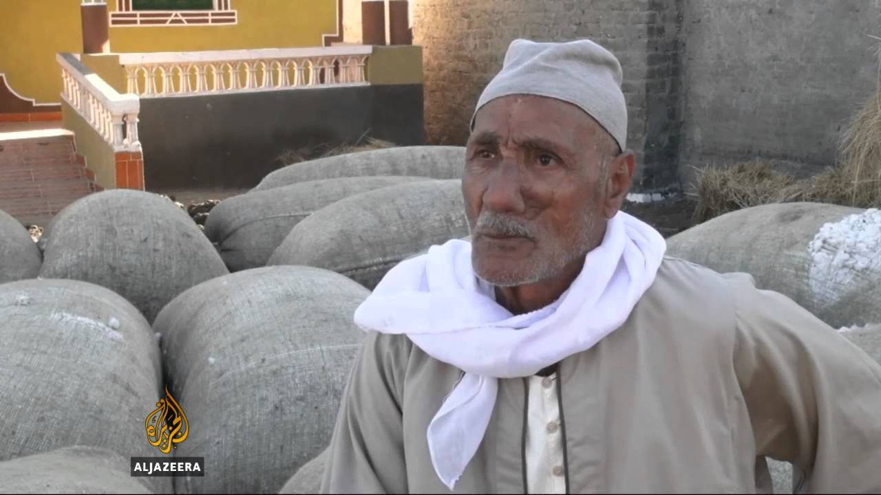 يتراجع الطلب على القطن المصري