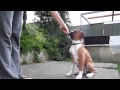 Booker Boxer pups 4th training session- 14weeks old