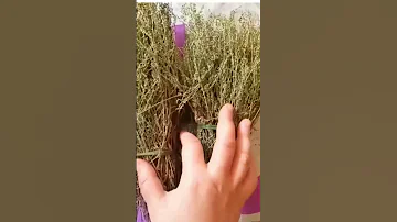 تسمم الجسم الشيح او البعيثران 