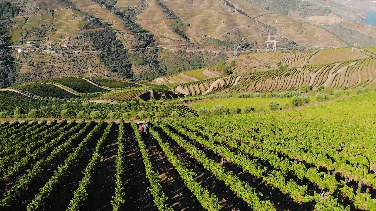 Harvest 2021 - Quinta do Panascal, Douro - Fonseca