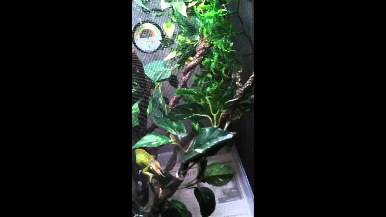 Chameleon Care Setup - YouTube