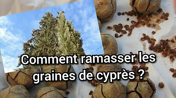 Quand semer les graines de cyprès ?