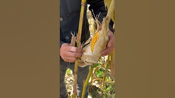 St 45958 mini rotary tillage and ridging all-in one tree 🌲 short view#subscribe