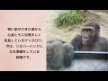 ゲンタロウ・キンタロウ誕生日動画2022