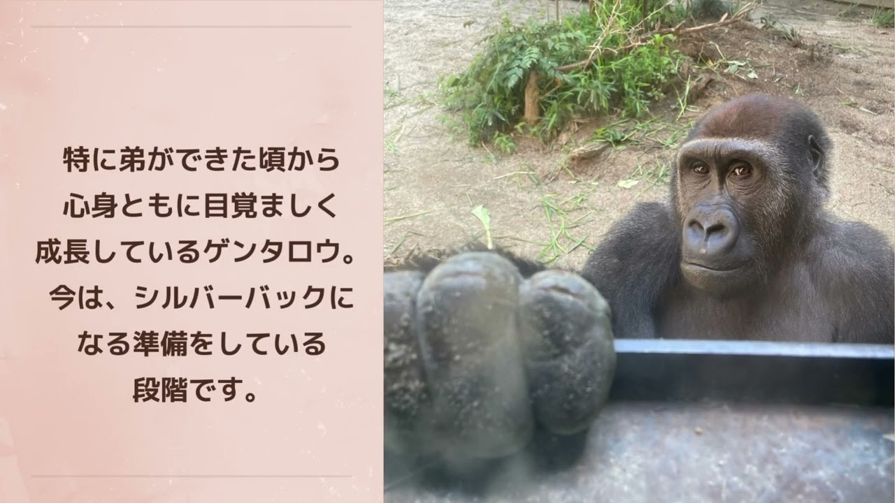 ゴリラ太郎出品 WEB特別版】国内最高齢のニシゴリラ「タロウ」はペットボトルの蓋を