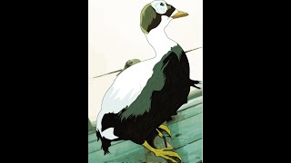 Speed Art (Duck) How to create vector art in Adobe illustrator
