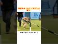 障害物をくわえて逃げた犬、実は…