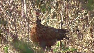 Red spurfowl foraging