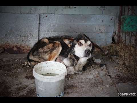 Video: Jak najít plemeno svého psa