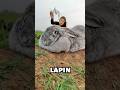 Ref:e4xlEnhMfTM Le lapin le plus grand du monde #shorts