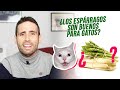 ¿Es bueno darle espárragos a mi gato?