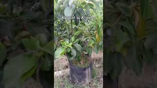 Bibit alpukat si Aligator⁉️#bibitalpukataligator #reels #shorts #shortvideo #youtubeshorts #ytshorts