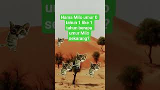 #kucingimut #milo
