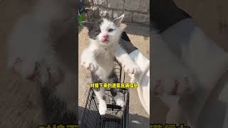 【本喵叫兔兔】绑架杂物堆里的小猫