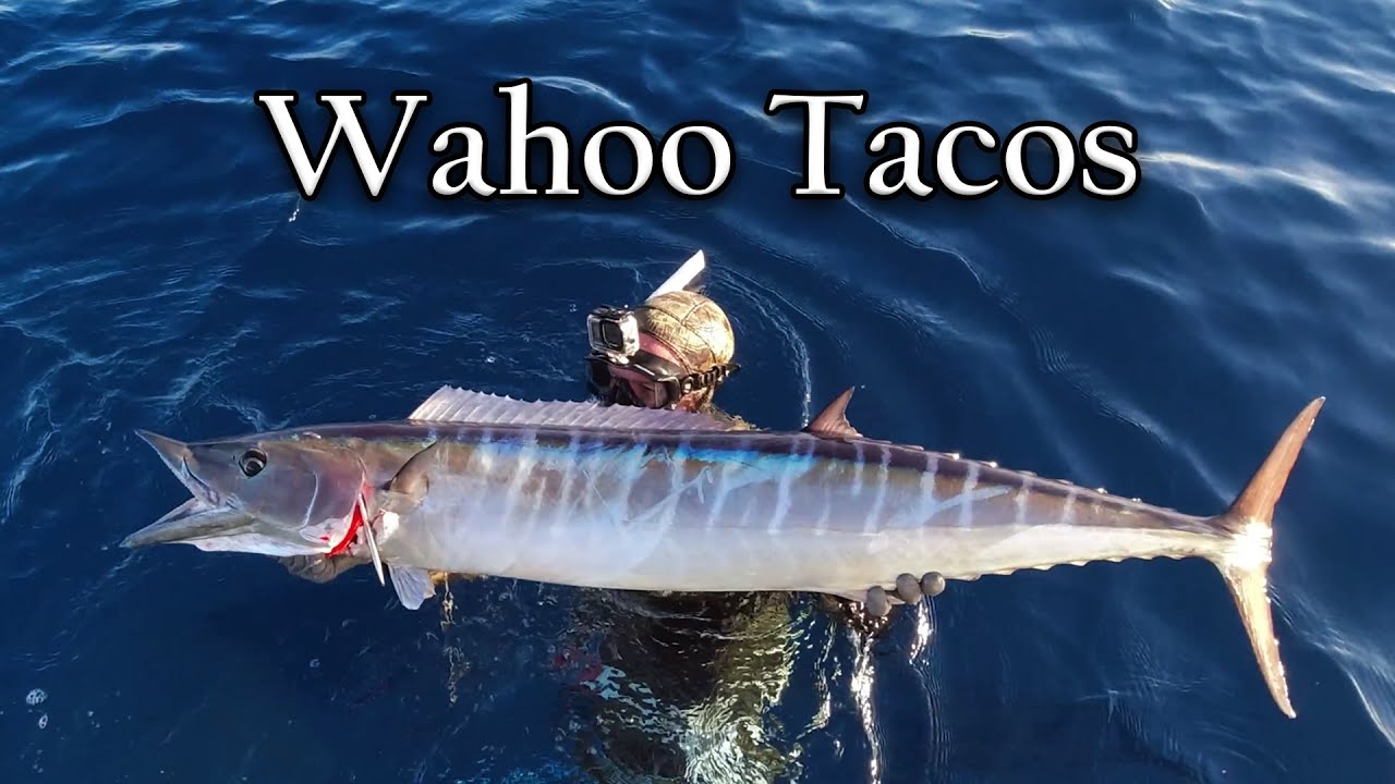 Суши и тако в одном | Wahoo Spear Clean Cook