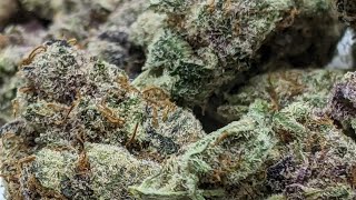 💜🤤🔥Dr.Ganja 2 💣 strains of high THCA indoor flower 🔥🤤💜