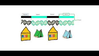 2018 Breakthrough Junior Challenge - What We are Learning from a Bacteria's Adaptive Immunity