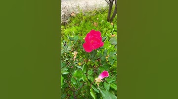 #egzonibrahimi #سورة_الإخلاص #ikhlas #اكسبلور #travel #nature #spanishdance #love