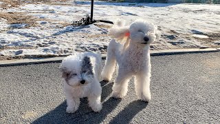 Что Произойдет, Если Вы Будете Гулять С Собакой В Холодную Погоду -20°C.