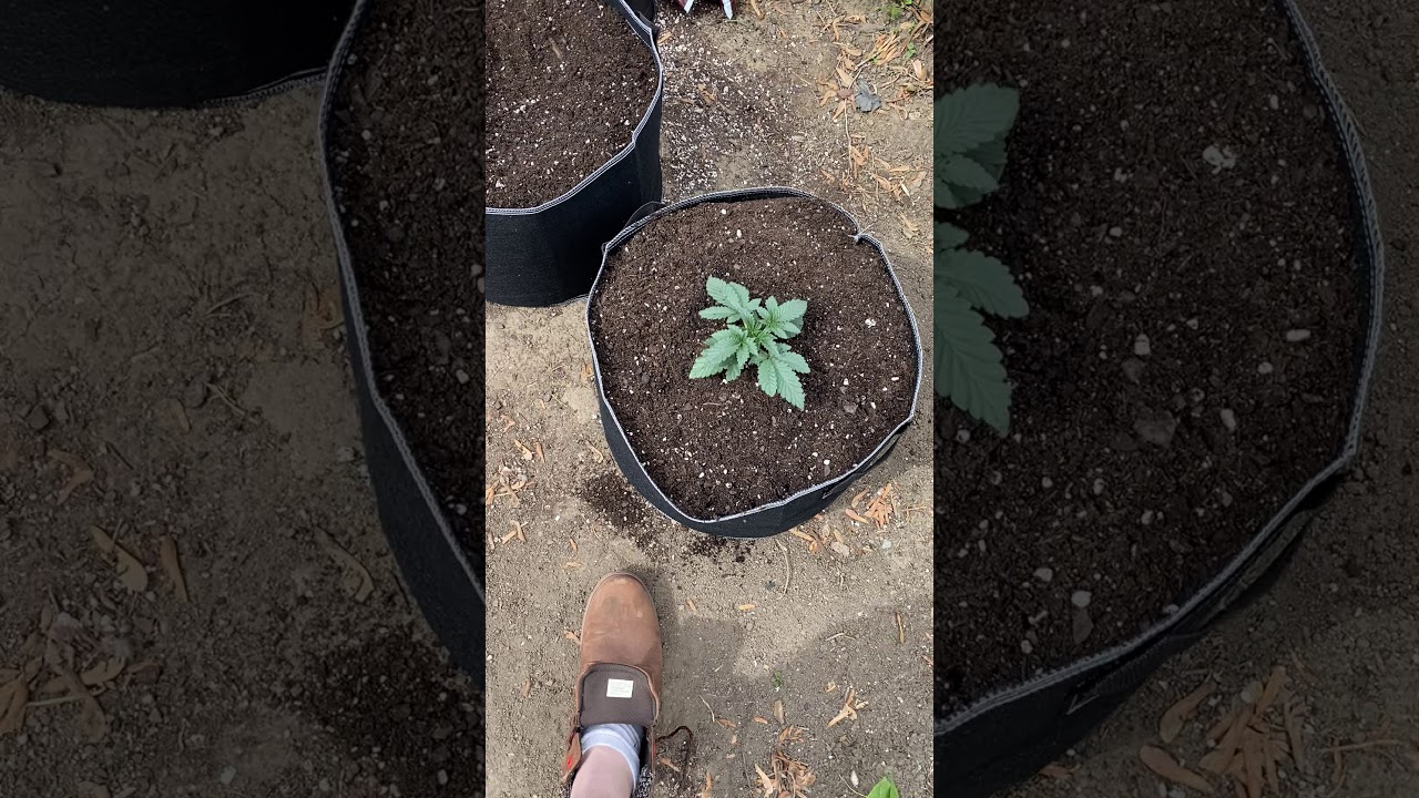 Growers guide ‘transplanting’ cannabis