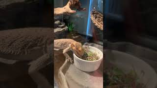 Watch This If your Bearded Dragon WON’T Eat Greens✅