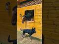Smart Dog Protects House & Cares for Horse! 🐶🐴 #shorts #animals #trending #dog #viral #pets