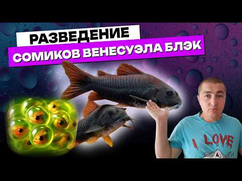 More caviar! Breeding Venezuela Black Corydoras catfish – larvae, fry, and growth!