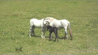 Andalusian mare with new foal meets stallion (dad)