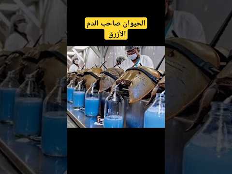 صاحب الد م الأزرق حدوة الحصان