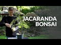 Jacaranda Bonsai care