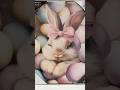 BUNNIES!  #easter #shopping #burlington #bunny #shorts #fyp #homedecor #bunnies #wallart #glam