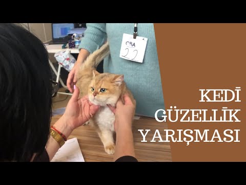 Kedi güzellik yarışması,