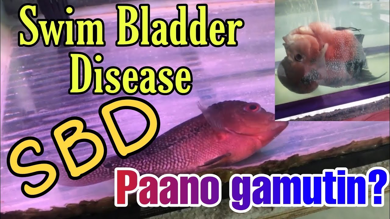 Swim Bladder Disease o SBD, Paano Gamutin Ito?