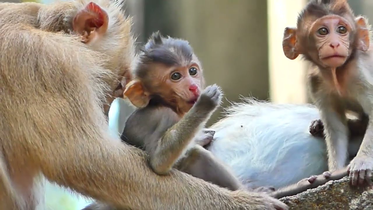 What wrong with poor little monkey Adele why has some scratch and Contusion on nose like this?