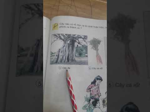 Tự nhiên và xã hội Lớp 3 Tuần 22