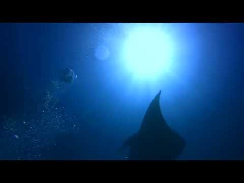 Diving with Mantas in Bora Bora