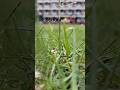 school and then I can go to same #vialshorts #food #vlog #reactionvideo #mirrorchallenge #vlogafterc