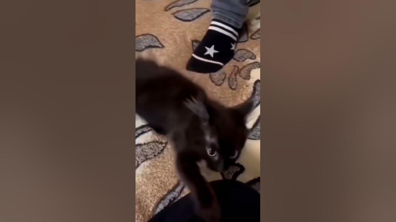 cat-making-weird-noises-youtube