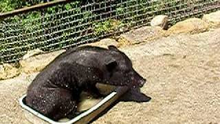 vietnam pig in Yalta Zoo