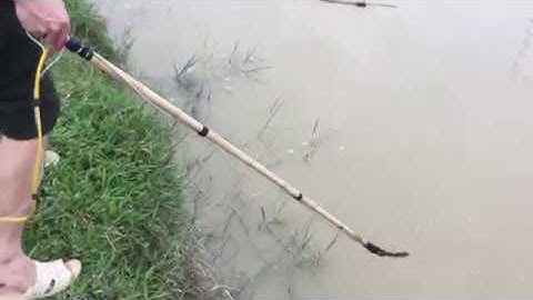 Kích Cá Diếc Mương Nhiều Quá Luôn