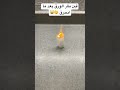 الجيلي اكسبلور افكارينو المراه ترند فكرتين اهميه قهوة  دايت التغطيه 