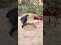 Really Unique Bird Trap Using Paper #shorts
