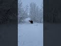 Hoarfrost and Grace #snow #asmr #ice #calgary