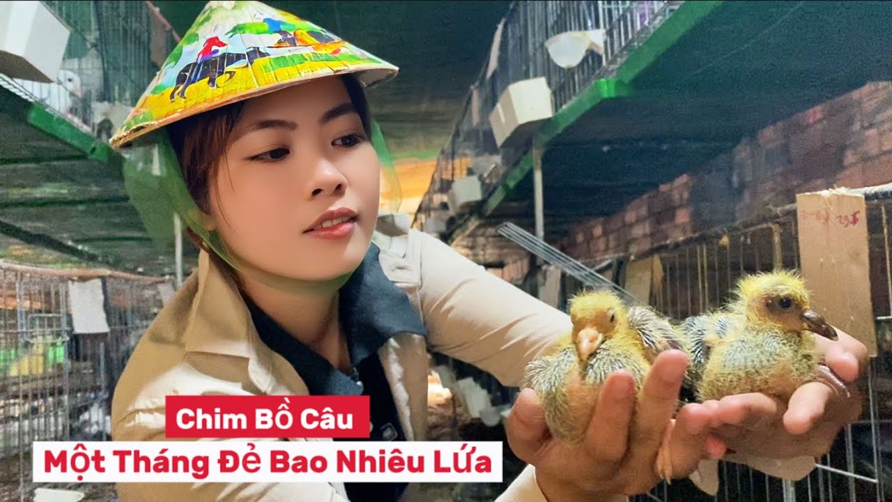 Chim Bồ Câu Sinh Sản Thế Nào - Một Tháng Có Bao Nhiêu Lứa?