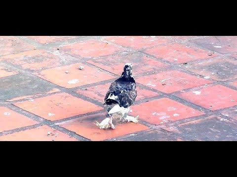 Video: How To Treat Pigeons Wiggle