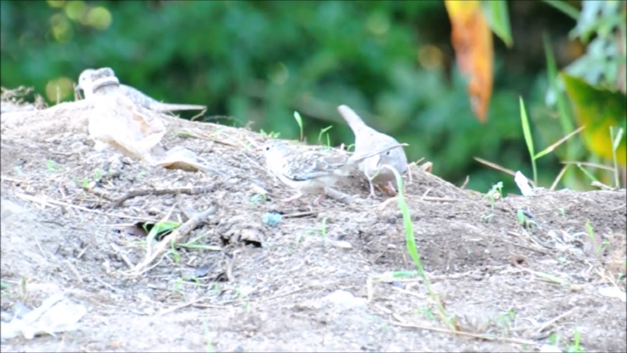Palomita maraquita, Scaled dove (Columbina squammata) 